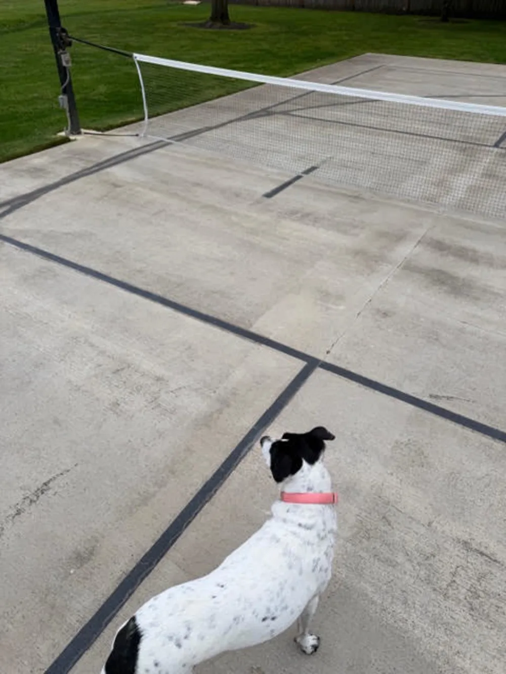 Bare concrete backyard pickleball court with painted-on black lines and a net before surfacing in Sumner, Washington